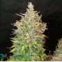 Cannabis seed variety Auto Lemon Zkittlez